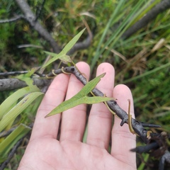 Ipomoea sagittata