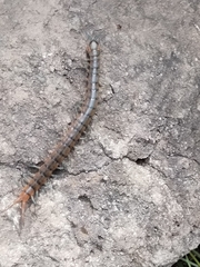 Scolopendra polymorpha