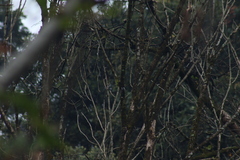 Poecile sclateri