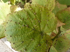 Eriophyes tiliae