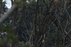 Poecile sclateri