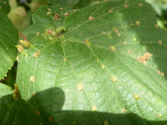 Eriophyes tiliae