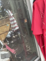 Araneus