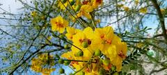 Parkinsonia aculeata