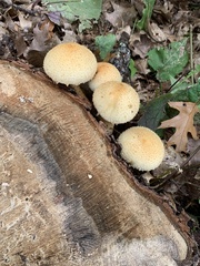 Pholiota squarrosa