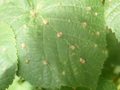 Eriophyes tiliae
