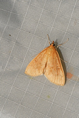 Framinghamia helvalis
