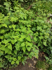 Sigesbeckia jorullensis