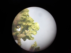 Porella platyphylla