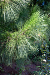 Pinus palustris
