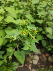 Sigesbeckia jorullensis