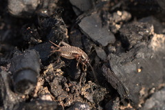 Modicogryllus frontalis