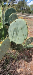 Opuntia lindheimeri