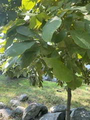 Carya laciniosa