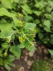 Sigesbeckia jorullensis