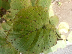 Eriophyes tiliae