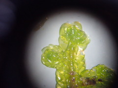 Porella platyphylla