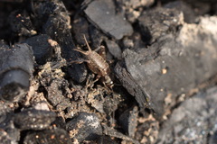 Modicogryllus frontalis
