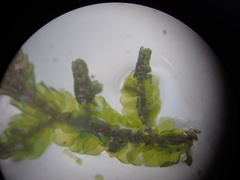 Porella platyphylla