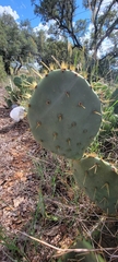 Opuntia lindheimeri