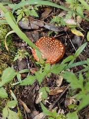 Amanita muscaria