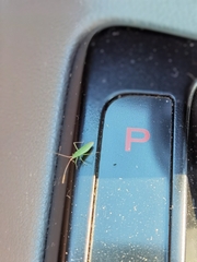 Trigonotylus caelestialium