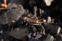 Modicogryllus frontalis