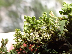 Porella platyphylla