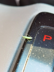 Trigonotylus caelestialium