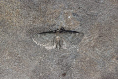 Eupithecia haworthiata