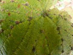Eriophyes tiliae