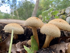 Pholiota squarrosa
