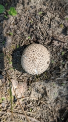 Lycoperdon utriforme