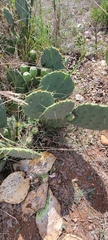 Opuntia lindheimeri