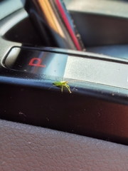 Trigonotylus caelestialium