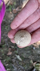 Lycoperdon utriforme