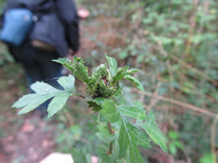 Dasineura crataegi