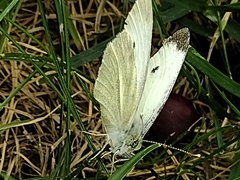 Pieris rapae
