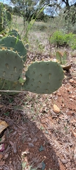 Opuntia lindheimeri