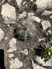 Echinocactus horizonthalonius
