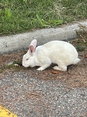 Oryctolagus cuniculus domesticus
