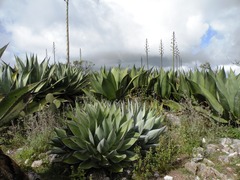Agave salomonii