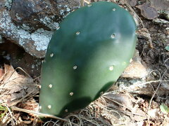 Opuntia humifusa