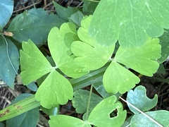 Aquilegia canadensis