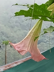 Brugmansia