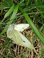 Pieris rapae