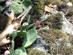 Opuntia humifusa