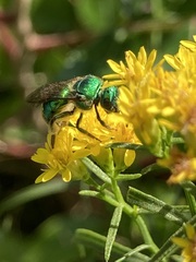 Augochloropsis viridula