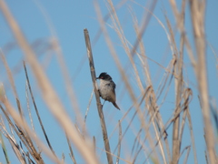 Curruca melanocephala