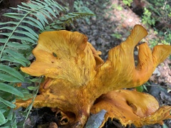 Omphalotus